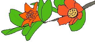 ザクロの花のイラスト