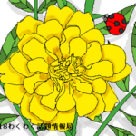 マリーゴールドの花言葉が怖いゾ！由来のギリシャ神話も詳しく紹介