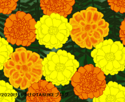 マリーゴールドのイラスト