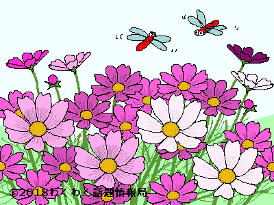 コスモスのイラスト