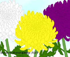 キクのイラスト