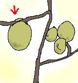 木瓜の果実のイラスト