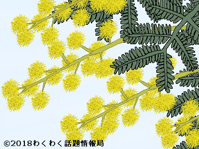 美しい花の画像 50 素晴らしいミモザ アカシア 花 言葉