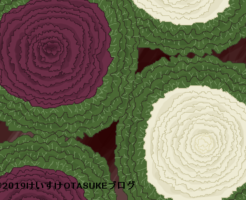 ハボタンのイラスト