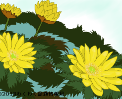 フクジュソウのイラスト