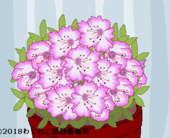 アザレアのイラスト