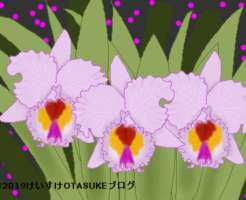 カトレアのイラスト