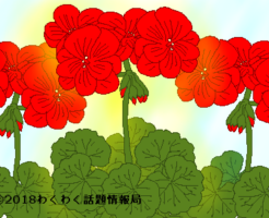 ゼラニウムのイラスト