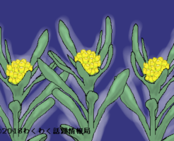 ハハコグサのイラスト