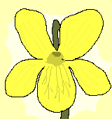 黄色いスミレのイラスト