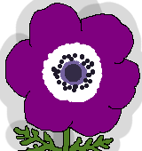 紫のアネモネのイラスト