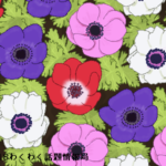 アネモネの花言葉は怖い！由来のギリシャ神話を詳しく解説するよ