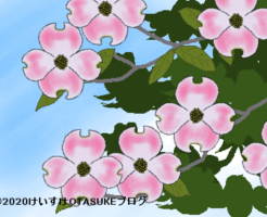 ハナミズキのイラスト