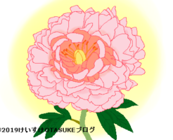 シャクヤクのイラスト