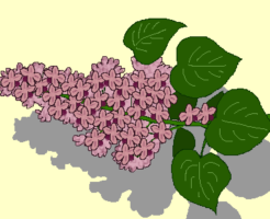ライラックのイラスト
