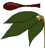 スターチスの葉と匙のイラスト