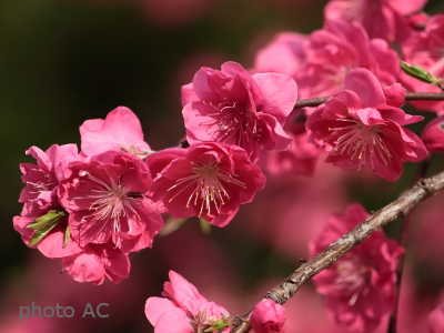 桃の花の写真