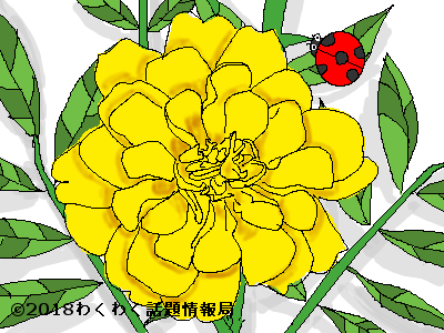 最新花 言葉 マリー ゴールド すべての美しい花の画像