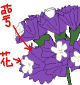 スターチスの花と萼の解説イラスト