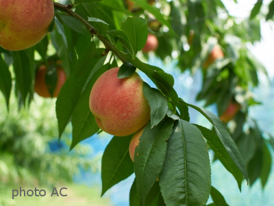 桃の果実の写真
