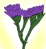 スターチスの花言葉 紫 ピンク 黄色 白の色別で詳しく解説