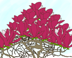 モクレンのイラスト