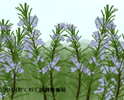 ローズマリーのイラスト