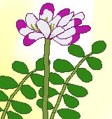 レンゲソウ花のイラスト