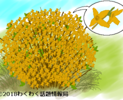 レンギョウのイラスト