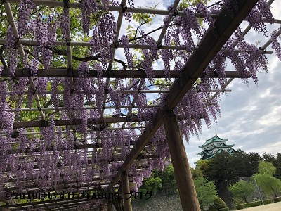 名城公園の藤の写真
