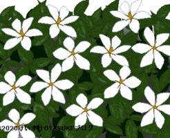 クチナシのイラスト