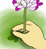 花を摘むイラスト