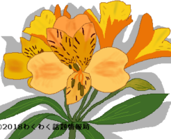 アルストロメリアのイラスト