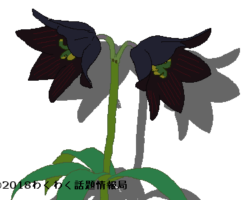 クロユリのイラスト