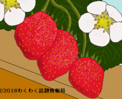 イチゴのイラスト