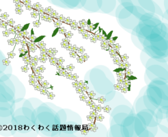 ユキヤナギのイラスト