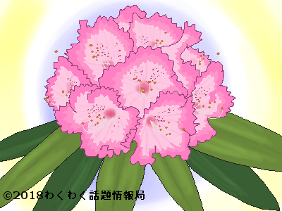 シャクナゲ 石楠花 の花言葉を詳しく 両極端なコトバの由来とは