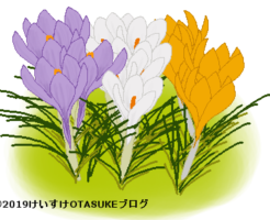 クロッカスのイラスト