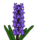 紫のヒヤシンス