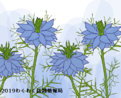 ニゲラのイラスト