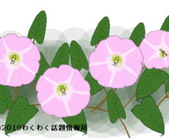 ヒルガオのイラスト