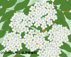 コデマリのイラスト