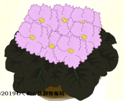 セントポーリアのイラスト