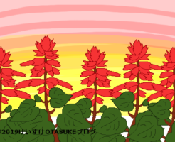 サルビアのイラスト