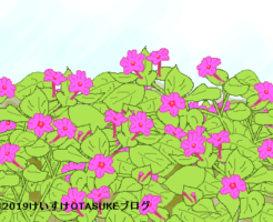 オシロイバナのタイトルイラスト