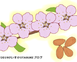 アーモンドのイラスト