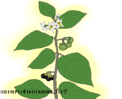 イヌホオズキのイラスト