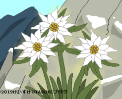 エーデルワイスのイラスト