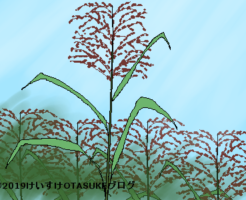 アシのイラスト