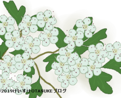 サンザシのイラスト